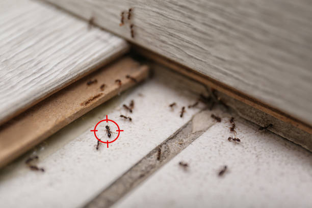 Best Wildlife Control Services  in Jerome, IL